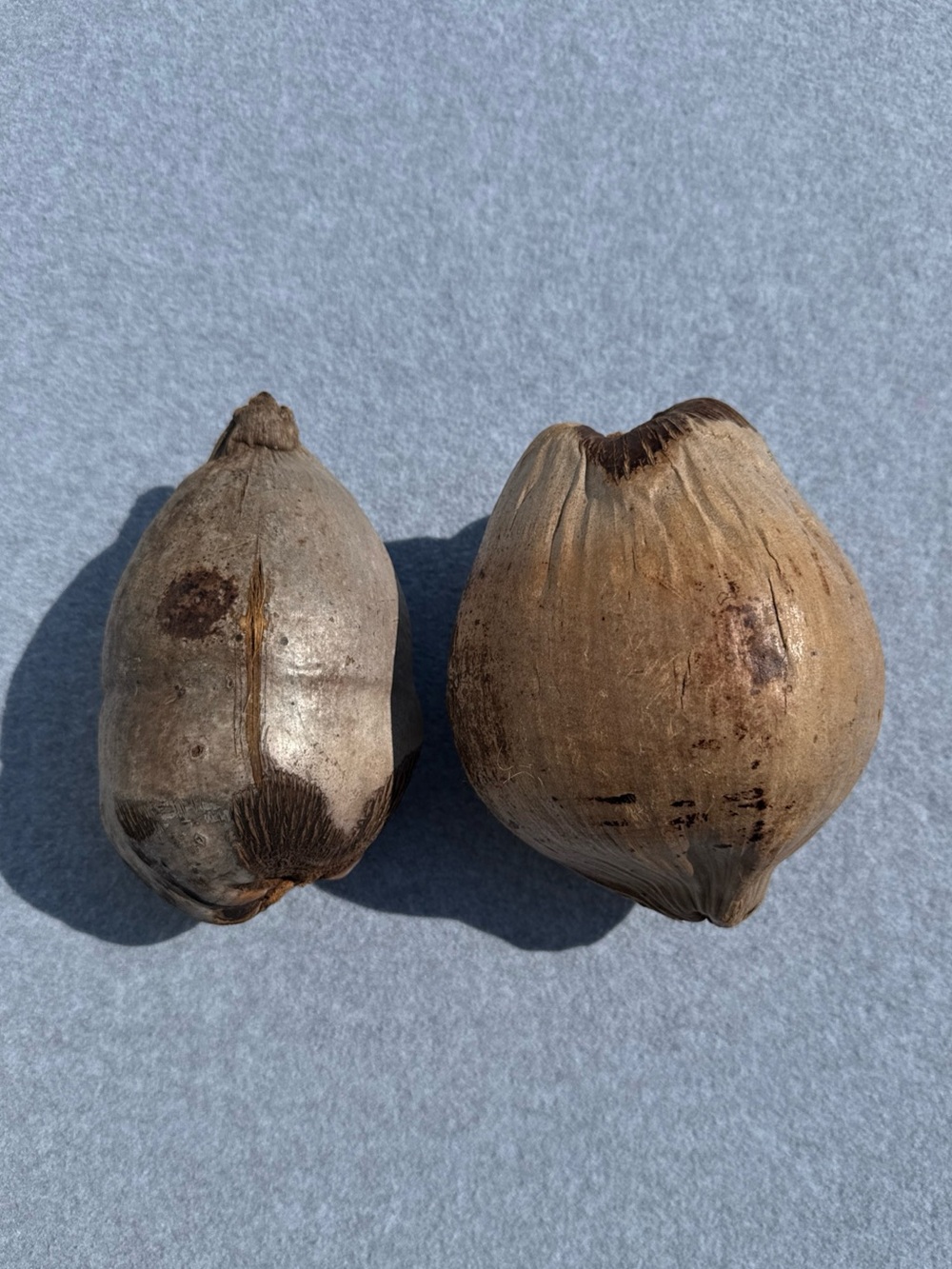 Natural Dried Coconut Shell Decorative Accent - Brown